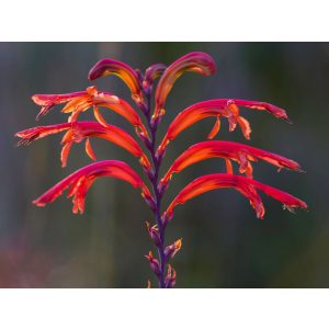 Chasmanthe floribunda Red (14/+) - Afrikai zászlóvirág