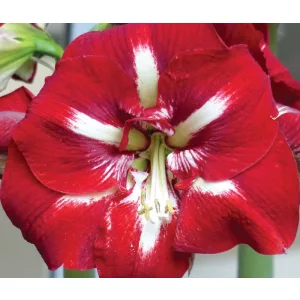 Hippeastrum-039Barbados040