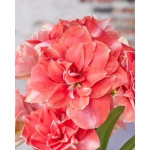 Hippeastrum-039Double-Dream040