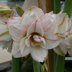Hippeastrum Elvas - Amarillisz