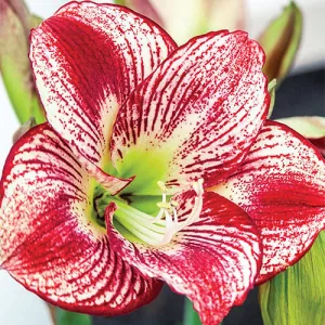 Hippeastrum-039Flamenco-Queen040