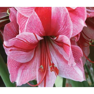 Hippeastrum-039Gervase040