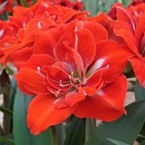 Hippeastrum-039Happy-Nymph040