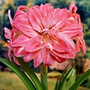 Hippeastrum-039Lady-Jane040