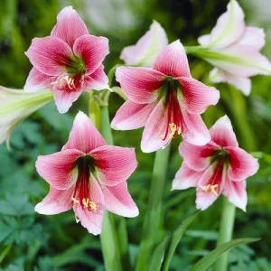 Hippeastrum-039Misty040