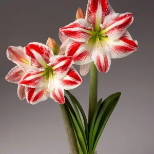 Hippeastrum-039Spartacus040