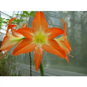 Hippeastrum blossfeldiae - Amarillisz