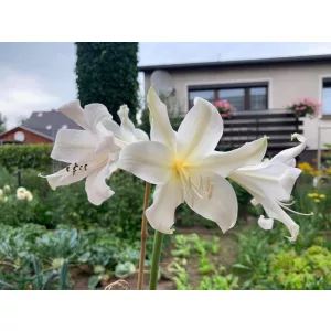 Amarygia parkeri Alba (20/+) - Óriás hölgyliliom