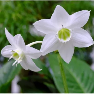 eucharis-grandiflora