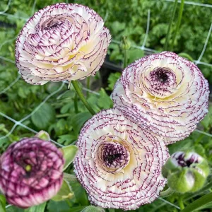   Ranunculus asiaticus Elegance Striato Bianco - Ázsiai boglárka