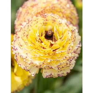   Ranunculus asiaticus Elegance Striato Giallo - Ázsiai boglárka