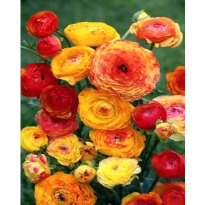 Ranunculus asiaticus Picotee Orange - Ázsiai boglárka