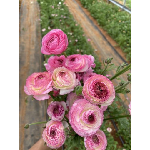 Ranunculus asiaticus Picotee Rose - Ázsiai boglárka (6/+)