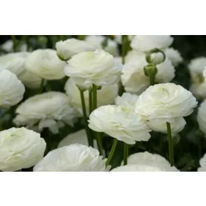 Ranunculus asiaticus White - Ázsiai boglárka