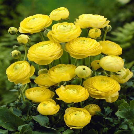 Ranunculus asiaticus Yellow - Ázsiai boglárka (6/+)
