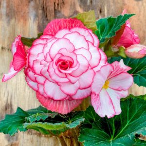 Begonia Bouton de Rose (6/+) - Gumós begónia