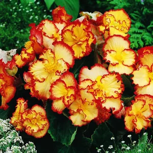 Begonia Crispa Marginata Yellow - Gumós begónia