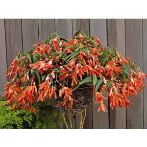 Begonia bertinii v. boliviensis San Francisco - Csüngő begónia