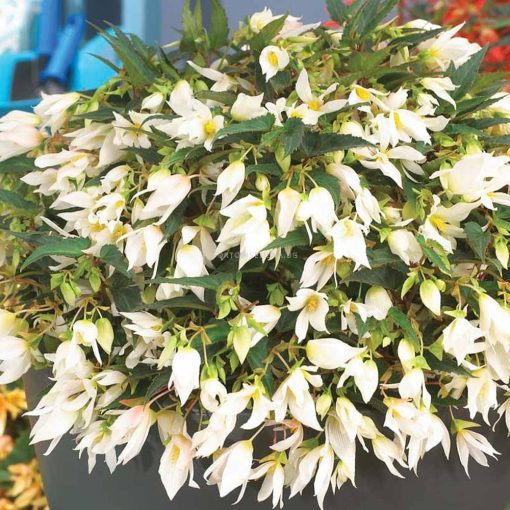 Begonia bertinii v. boliviensis Santa Barbara (20/+) - Csüngő begónia