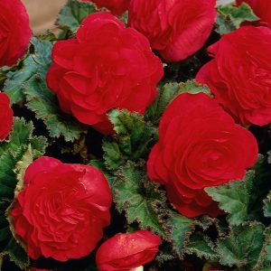 Begonia non-stop Red (5/+) - Folytonvirágzó begónia