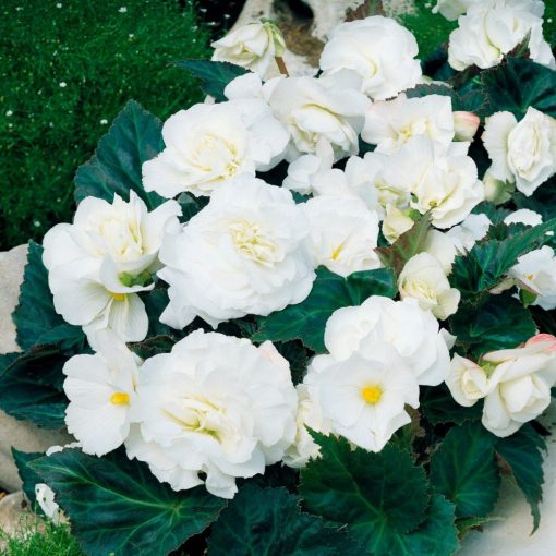 Begonia non-stop White (5/+) - Folytonvirágzó begónia