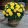 Begonia non-stop Yellow (5/+) - Folytonvirágzó begónia