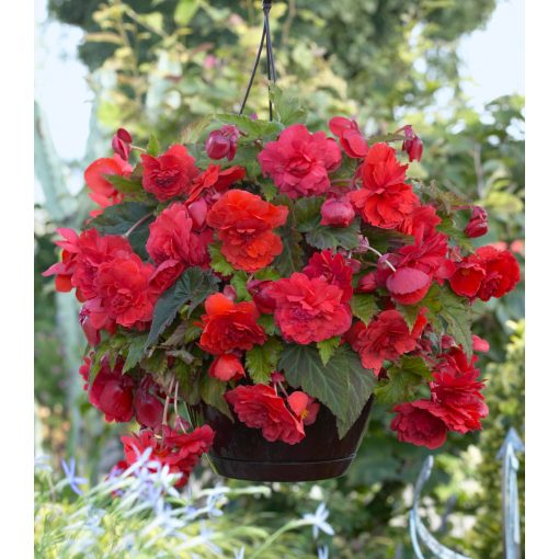 Begonia odorata Red Glory (6/+) - Csüngő begónia