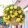 Begonia odorata Sunny Dream (6/+) - Csüngő begónia