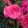 Begonia superba Pink (5/+) - Gumós begónia