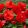 Begonia superba Red (5/+) - Gumós begónia