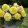 Begonia superba Yellow (5/+) - Gumós begónia