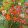Sparaxis tricolor Mix (5/+) - Cigányvirág