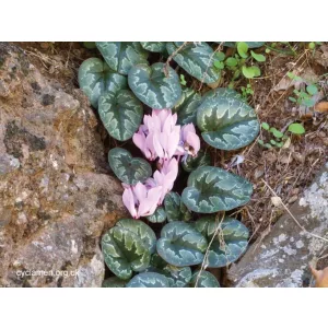 Cyclamen cilicium - Télálló ciklámen
