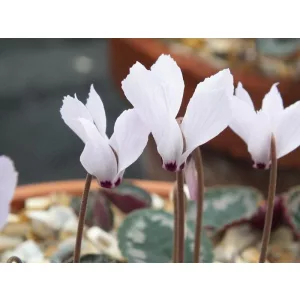 Cyclamen cilicium Album - Télálló ciklámen