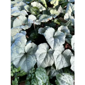 cyclamen-hederifolium-Silver-Leaved