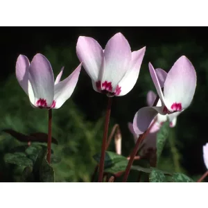Cyclamen libanoticum - Télálló ciklámen