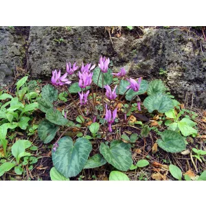 cyclamen-purpurascens