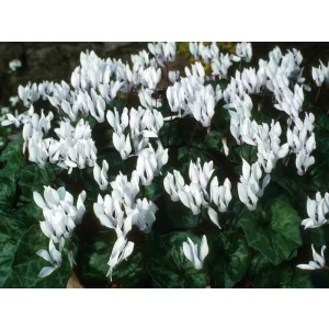 Cyclamen repandum Album - Télálló ciklámen