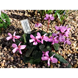 cyclamen-trochopteranthum