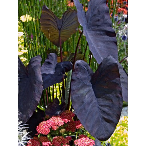 Colocasia esculenta Black Magic (I.) - Elefántfül, táró