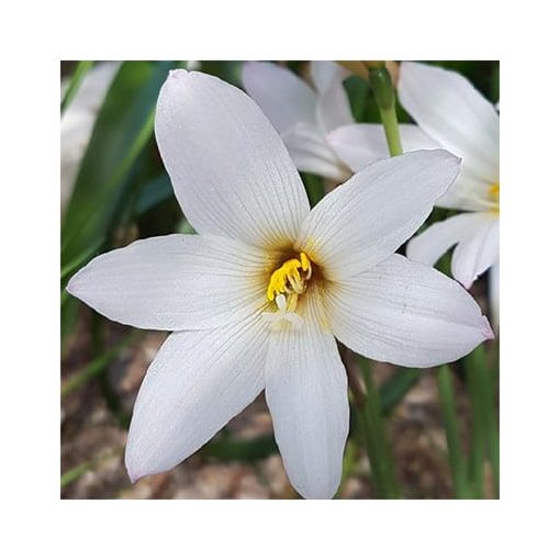 Cooperanthus Snow White (4/+)