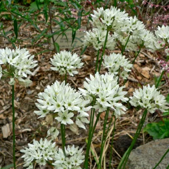 Csillagliliomok