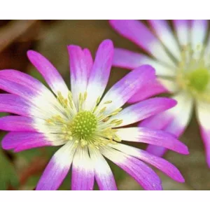 anemone-blanda-Radar