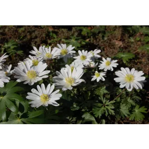Anemone blanda White Splendour - Csinos szellőrózsa