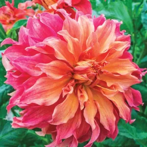 Dahlia Belle of Barmera - Dália