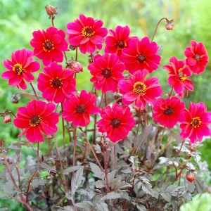 Dahlia Bishop of Canterbury - Dália