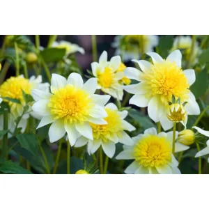 Dahlia Freyas Paso Doble (I.) - Dália