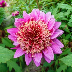 dahlia-Mambo