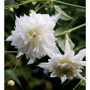 Dahlia imperialis Double White (I.) - Dália