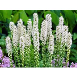 Liatris spicata Alba (8/+) - Díszcsorba